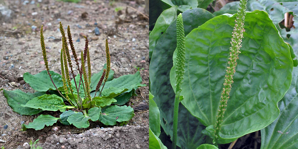 Patlagina, ajutor în tratarea infecțiilor respiratorii