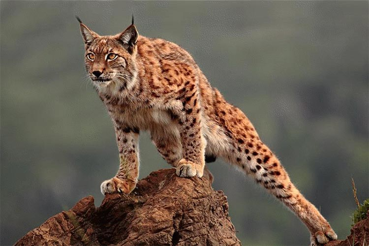   Linxul iberic, salvat de la moarte