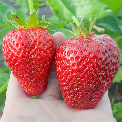 Fructul care stopează cancerul de sân. Se găsește și în România