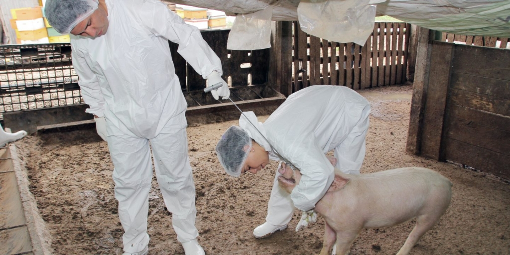 Pesta porcină ia amploare în judeţul Iaşi