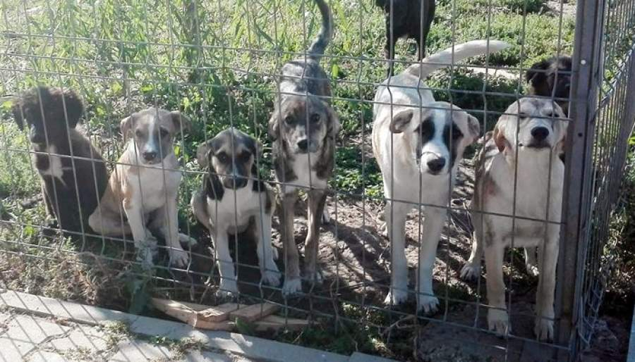 Abandonul animalelor de companie, o problemă reală la Iași