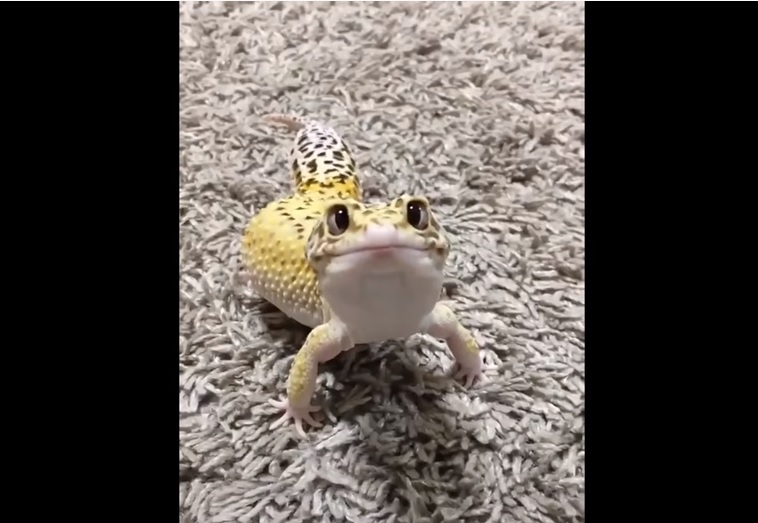 FOTO/VIDEO - De ce să-ți alegi o șopârlă ca și animal de companie