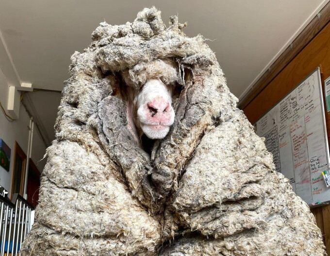 Baarack, oaia cu cea mai multă lână din lume. Animalul a dat 35 kg de lână
