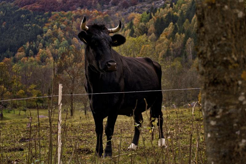 Un bărbat din Neamț a fost rănit grav de un taur. A făcut pe toreadorul și a ajuns la spital