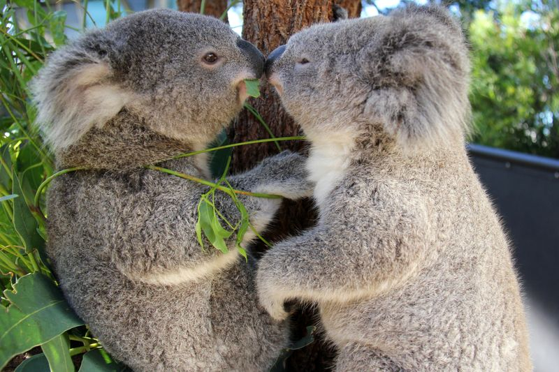 Măsură inedită pentru salvarea populației de koala din Australia: semințe de eucalipt împrăștiate cu drona