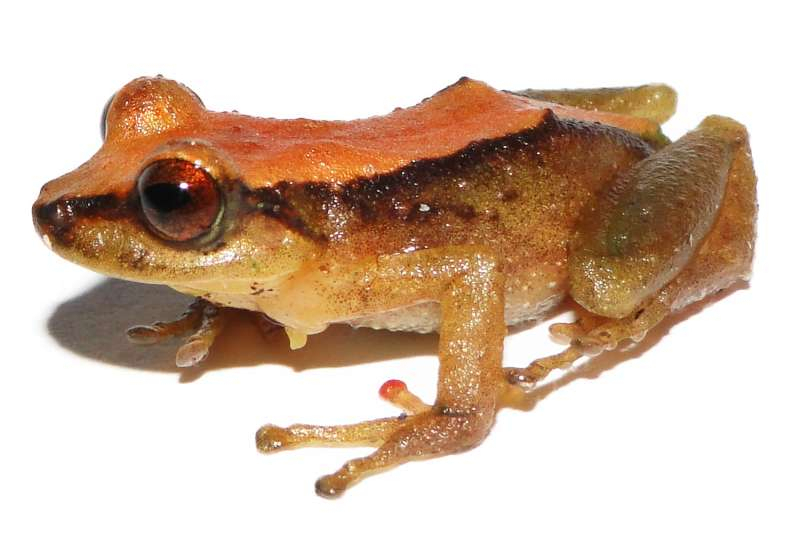 O nouă specie de broască, descoperită într-un parc natural din Amazonia peruviană