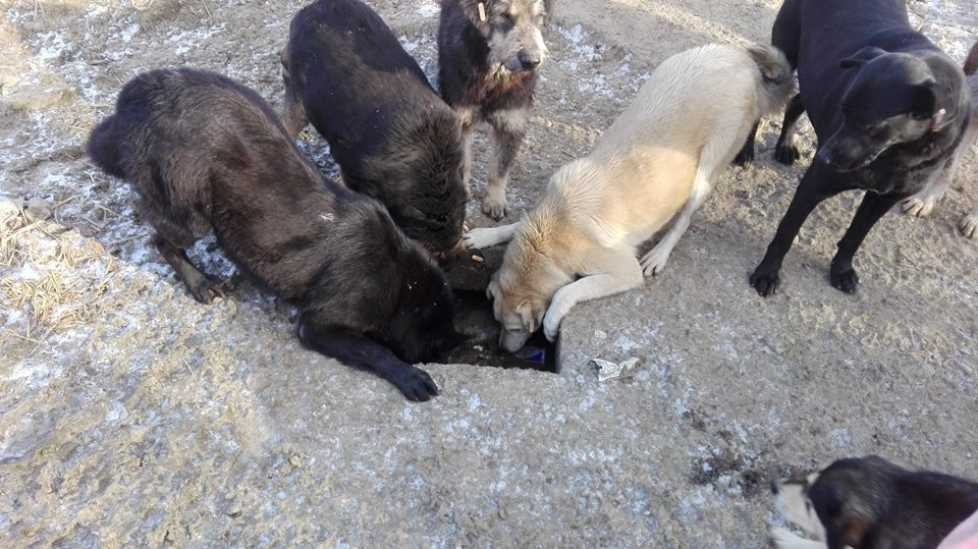Câini împuşcaţi, lângă satul Cornu Luncii