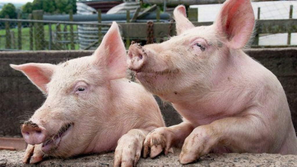În Regiunea de Nord-Est au fost stinse 34 de focare de pestă porcină