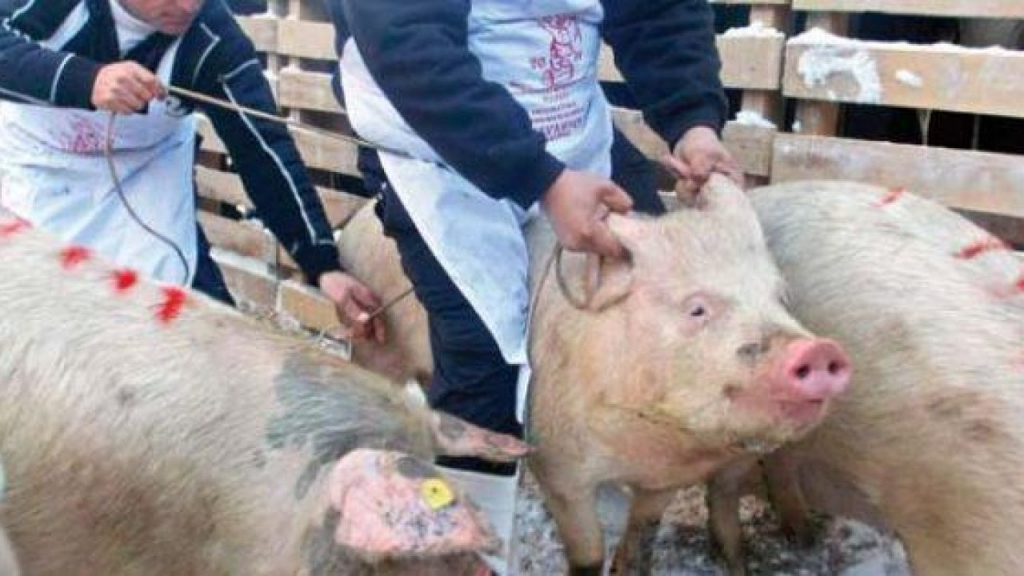 Două noi focare de pestă porcină, la Prisăcani şi Ţibăneşti!