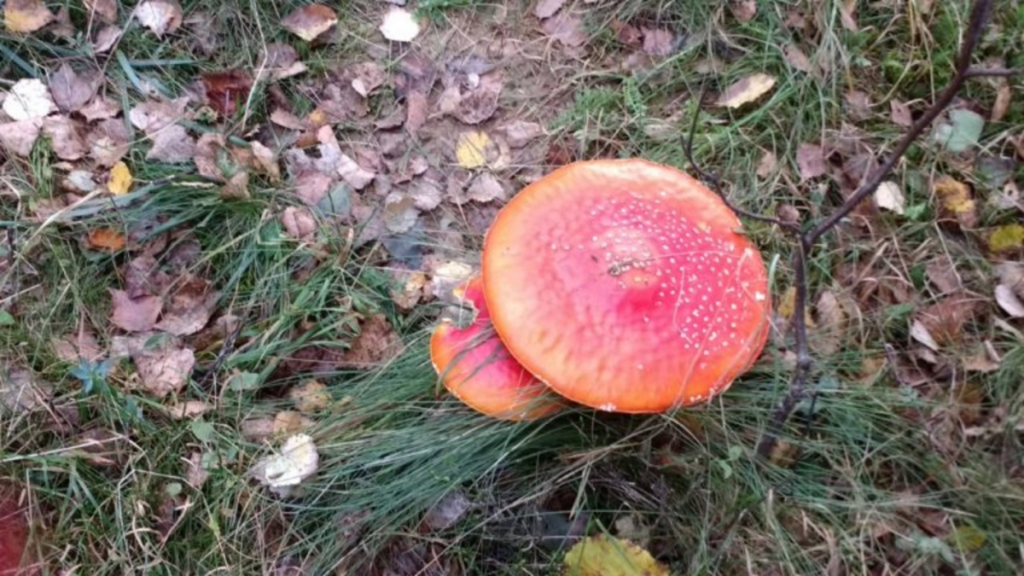 Sărăcia putea duce la o tragedie fără margini! Cinci copii în spital după ce au mâncat ciuperci otrăvitoare culese din pădure