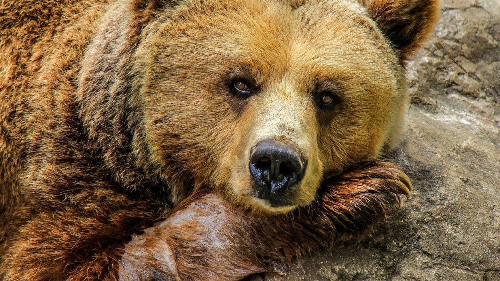 Mesaj RO-Alert trimis din greșeală către o altă localitate decât cea în care fusese observat ursul