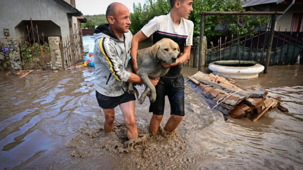 Proprietarii din zonele afectate de inundații, obligați să-și vaccineze animalele