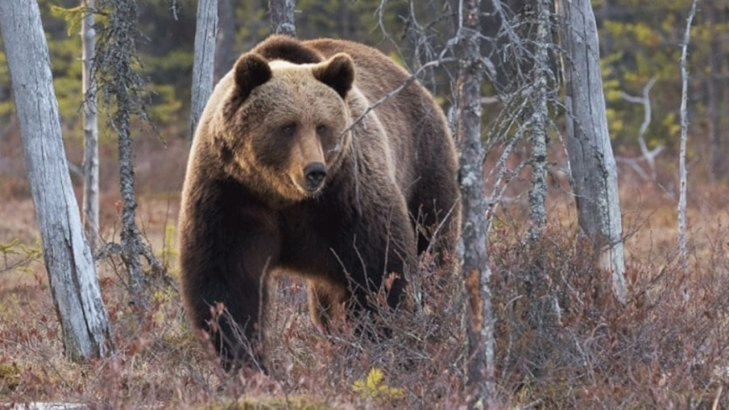 Un urs face ravagii într-o gospodărie din județul Vaslui: A atacat porci și a distrus stupi