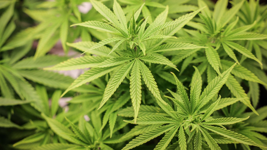 Angrosistul de cannabis n-a mai apucat să debuteze. E în puşcărie