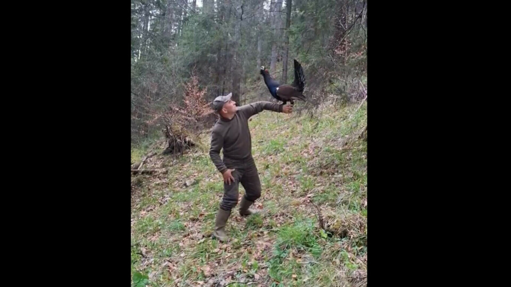 Prietenia incredibilă dintre un sucevean și un cocoș de munte, specie care nu suportă omul. Se revăd bucuroși, an de an