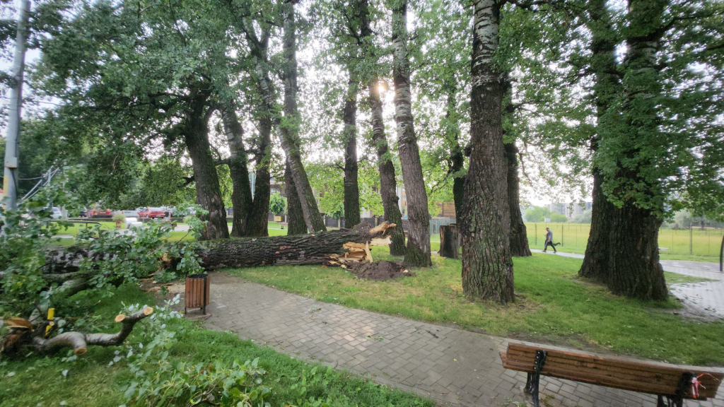 Plopii fără soț … au devenit cu soț