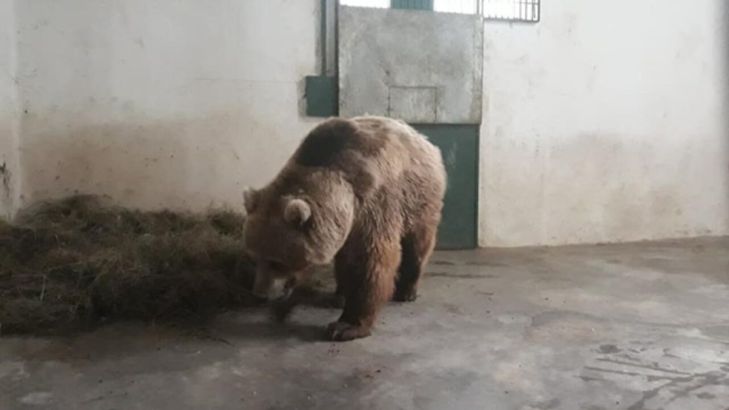 O ursoaică a intrat în garajul primarului din Băile Tușnad