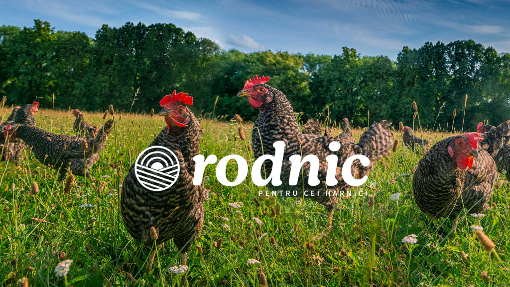  Rodnic, producătorul de pui de o zi