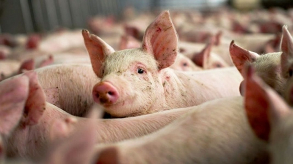 Experții Organizaţiei Mondiale pentru Sănătate Animală vor sosi la Vaslui