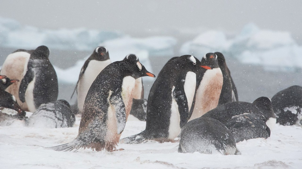 Penele de pinguin, baza unei tehnologii anti-îngheț