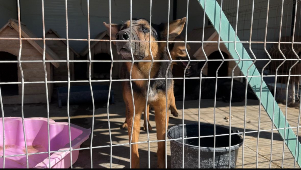 Ieșenii nu mai adoptă câini