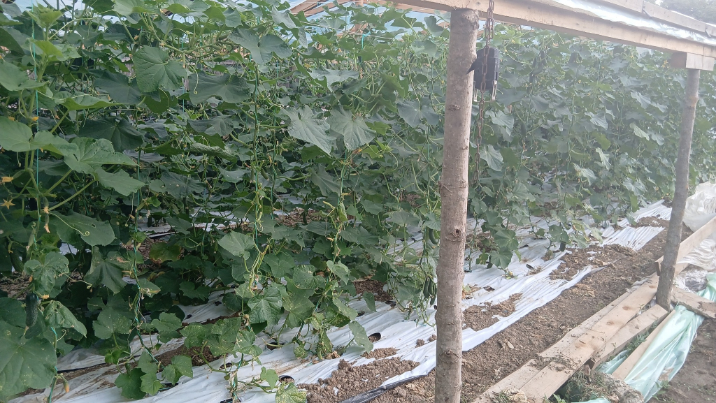 Ieşenii, invitați să-și culeagă singuri legumele și fructele direct din fermele locale