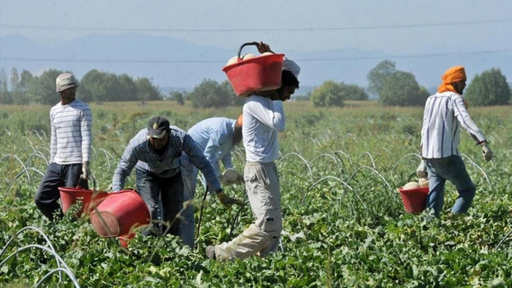   Românii, principala forță de muncă din agricultura Italiei