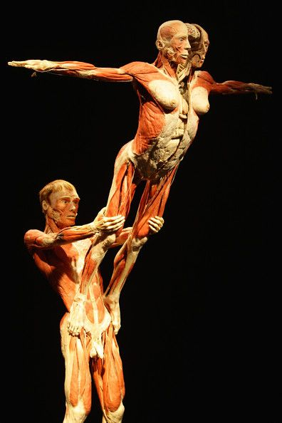 Expoziţie de cadavre umane „Body Worlds