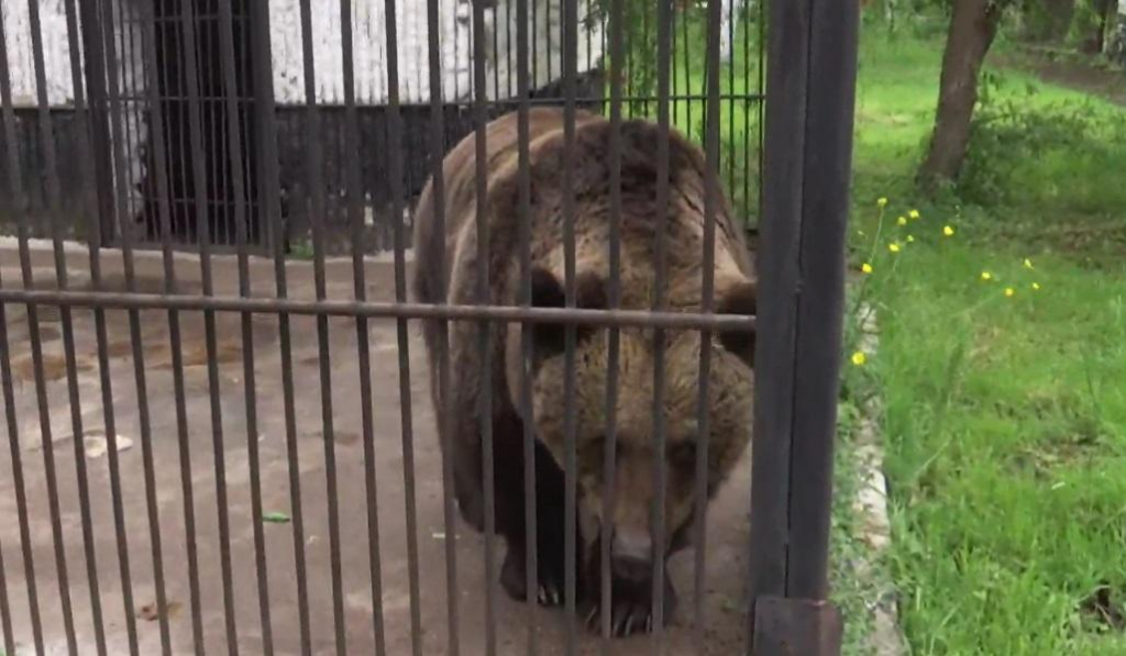 O ursoaică se va bucura de libertate după 38 de ani de captivitate. Este una dintre cele mai vârstnice ursoaice din România