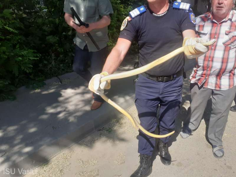 Un șarpe lung de 1,5 metri i-a speriat pe bârlădeni