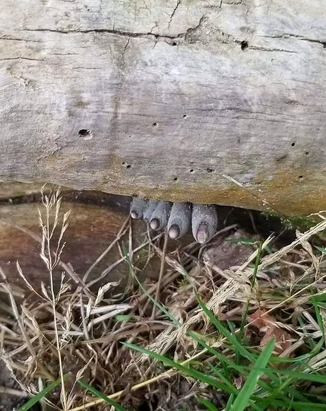 Ce sunt „degetele mortului”, ciuperca înspăimântătoare ce crește și în România
