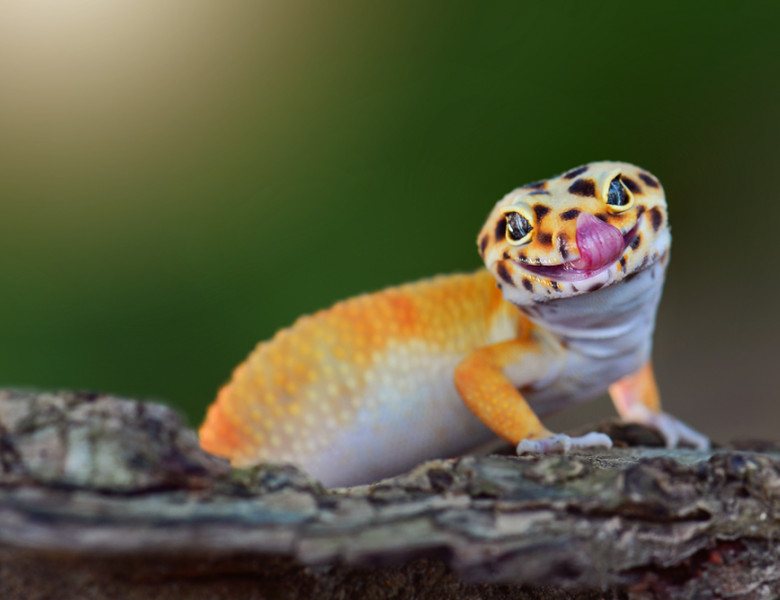 Cum au ajuns șopârlele gecko să trăiască în România. La unele popoare sunt aducătoare de noroc