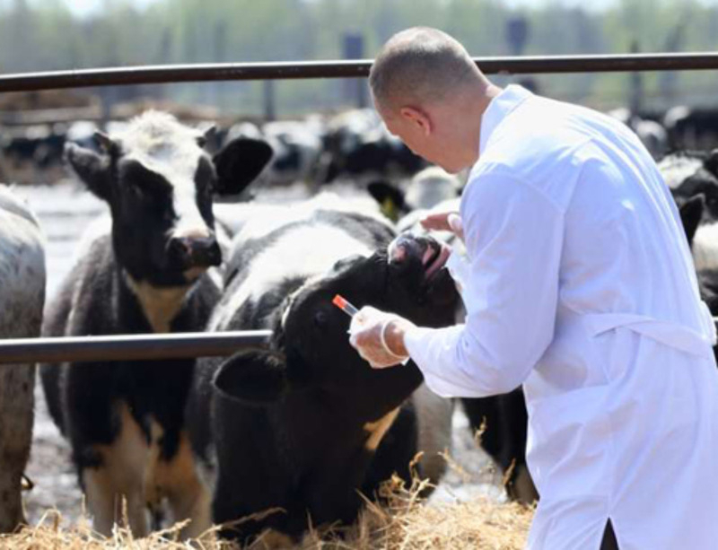Veterinarii din Botoșani au ieșit în stradă
