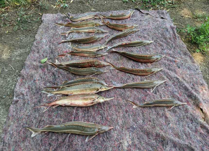 20 de sturioni pescuiţi ilegal din Dunăre, găsiţi în maşina a doi bărbaţi