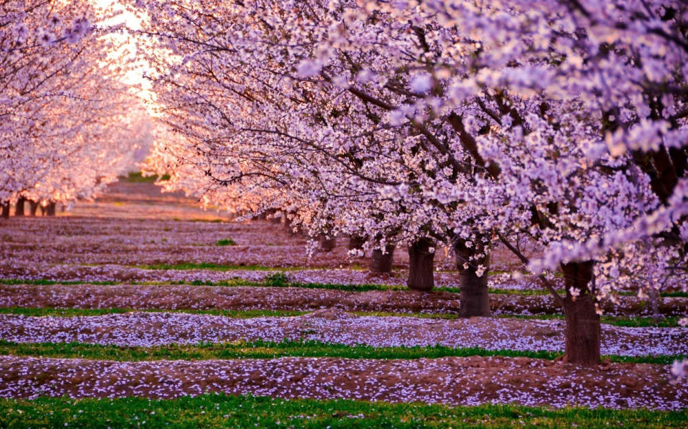 GALERIE FOTO - Cele mai frumoase imagini cu cireșii înfloriți din Japonia. În acest an copacii au înflorit mai devreme