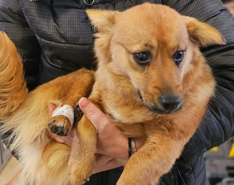 Campanie gratuită de sterilizare a câinilor, la Holboca