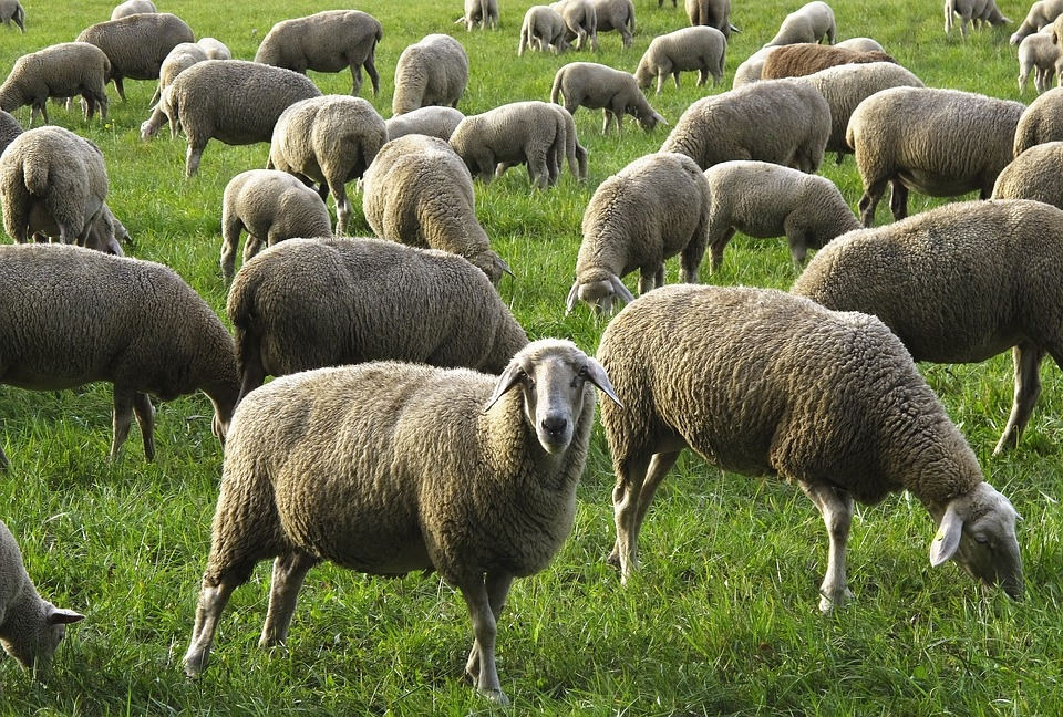 Măcel într-o turmă de oi, la Botoșani