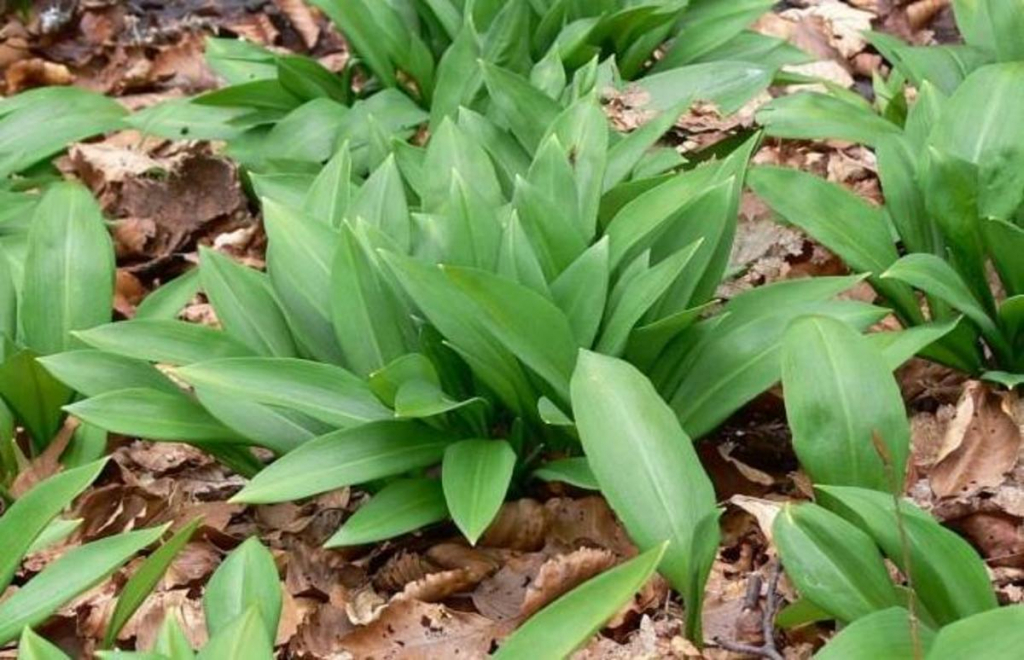 Leurda, beneficii miraculoase