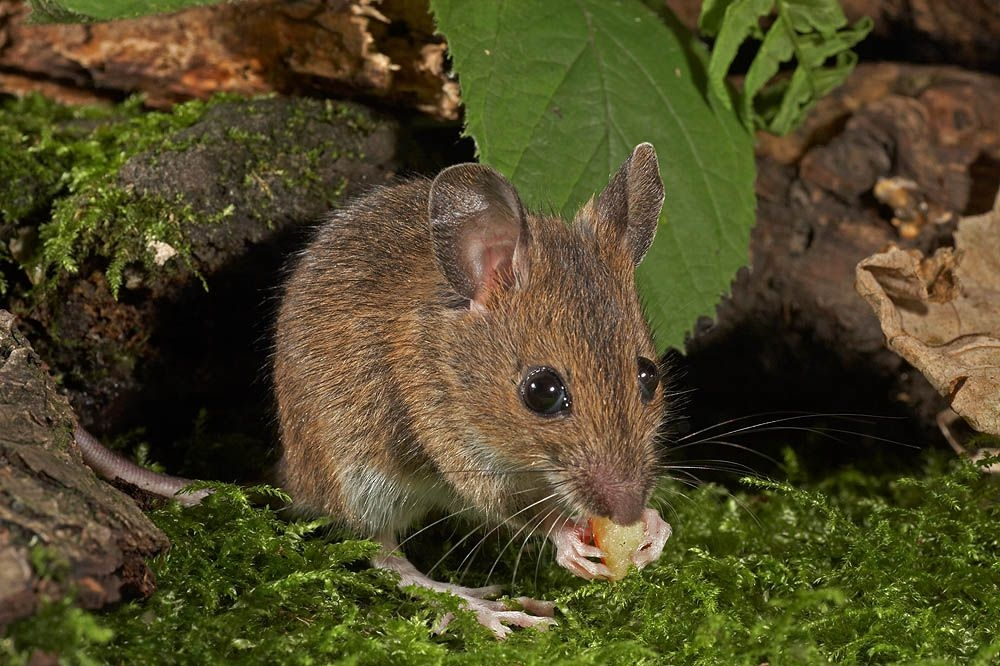 Şobolanii de Madagascar, trataţi ca vedete la grădina zoologică din Londra