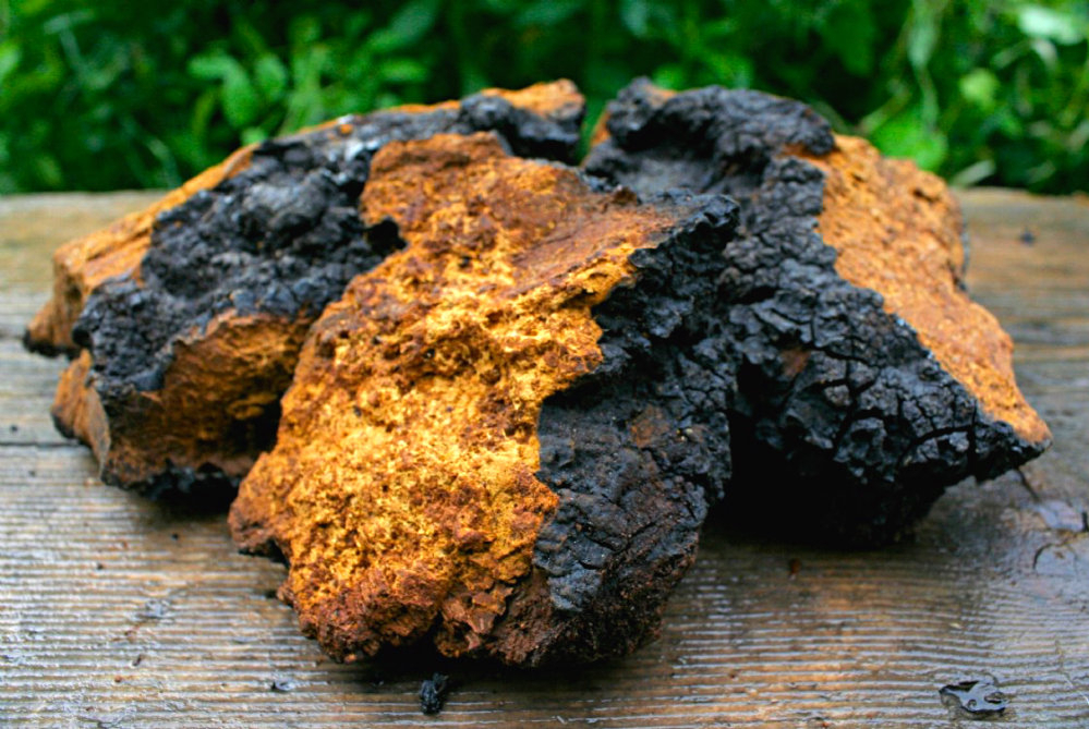 Chaga, ciuperca anti-cancer