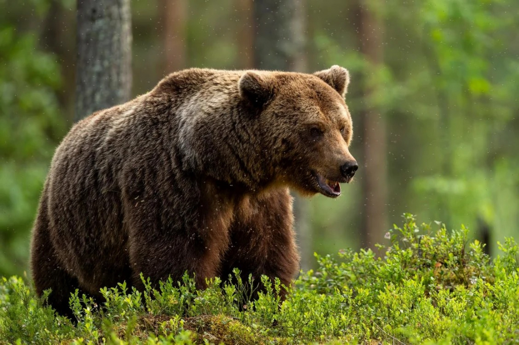Urșii se împânzesc în toată țara. Autoritățile au reperat un exemplar în pădurile din județul Botoșani, un loc atipic pentru aceste animale