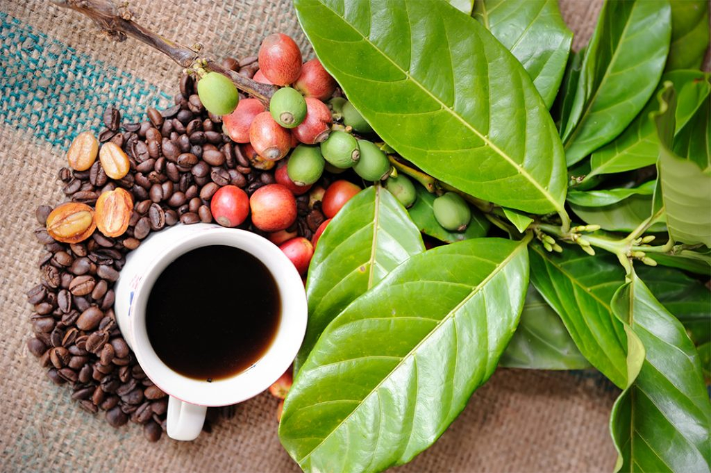 A fost descoperită o nouă specie de cafea