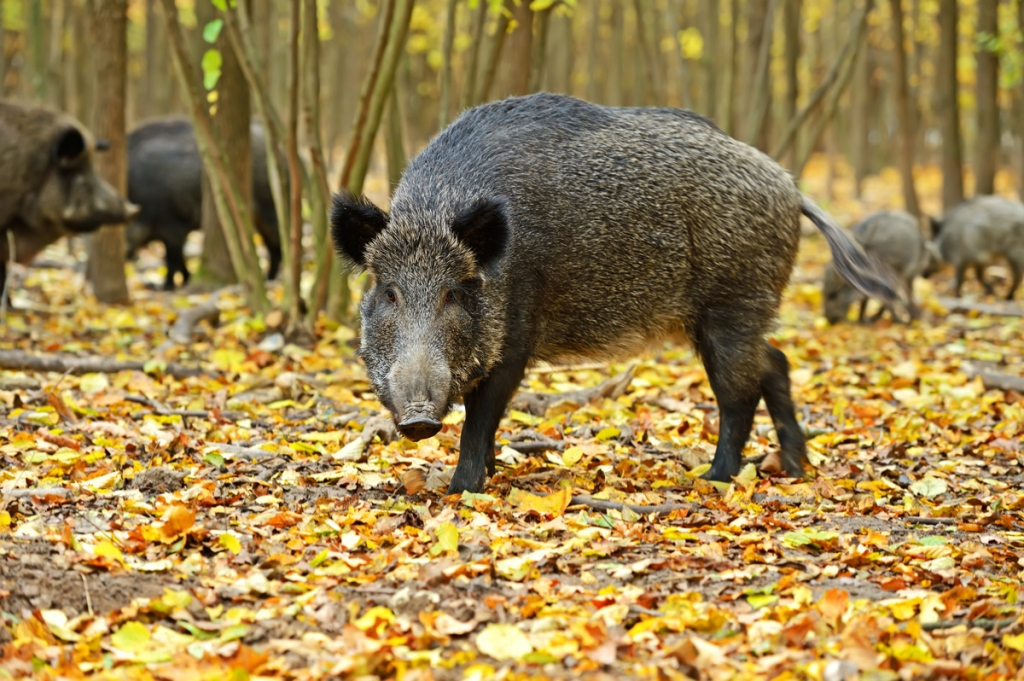  Mistreţii din Neamţ vor fi vânaţi