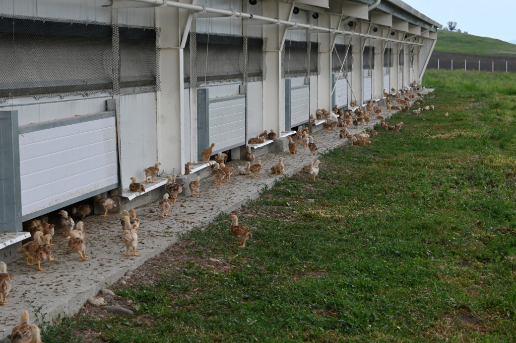 Ministrul Agriculturii, Petre Daea, în vizită la fermierii din Vaslui