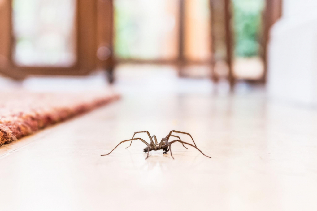 Cum poți scăpa de cele mai comune insecte dăunătoare? 