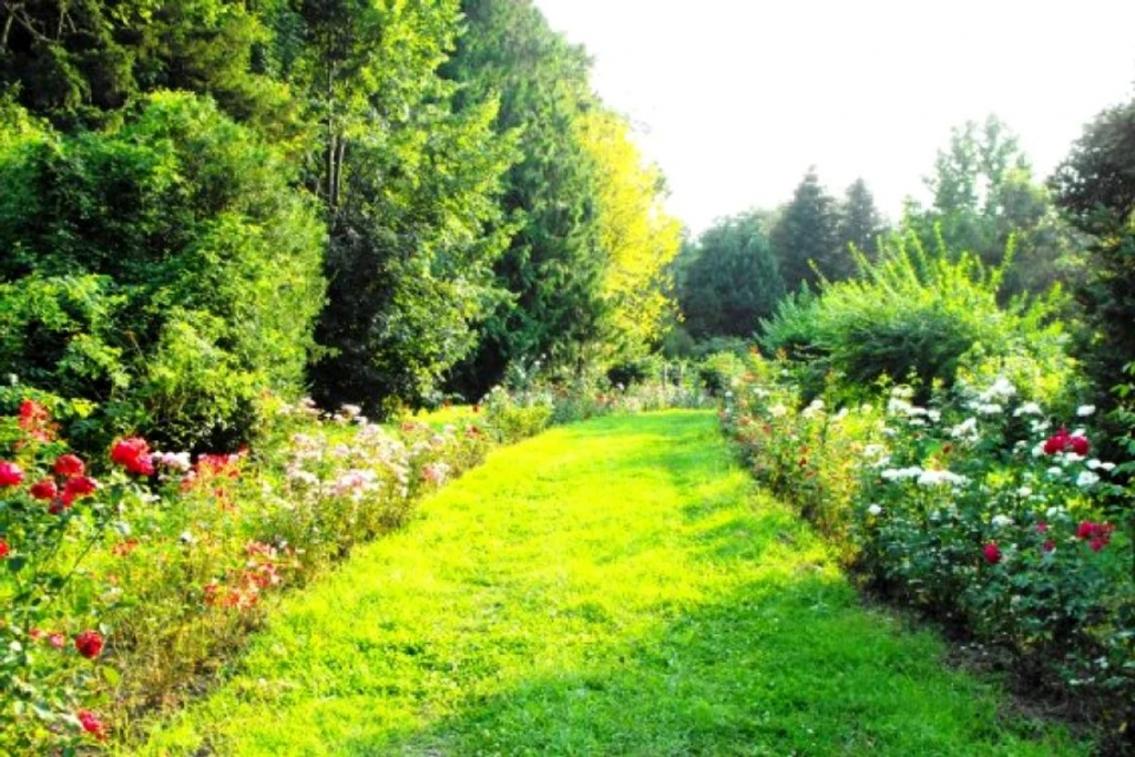 Parcul de basm din „Dumbrava minunată“. Aici este cea mai mare colecție de trandafiri din România