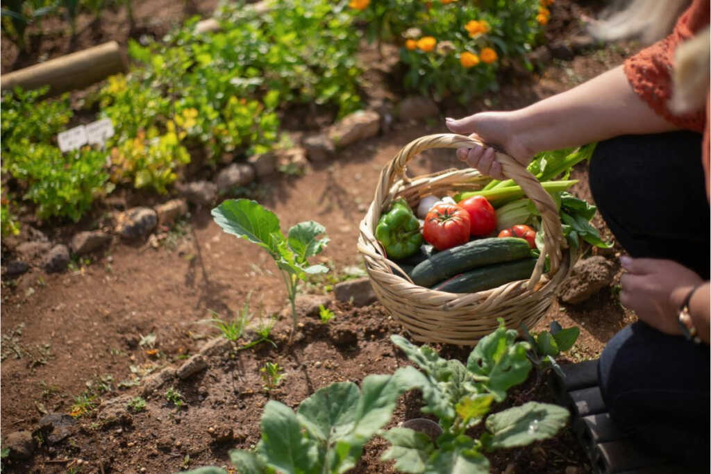 Top 10 sfaturi esențiale pentru o grădină plină de legume sănătoase