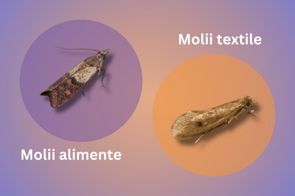 Cum să-ți protejezi hainele și alimentele de molii