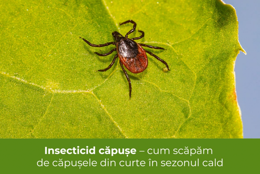 Insecticid căpușe – cum scăpăm de căpușele din curte în sezonul cald 