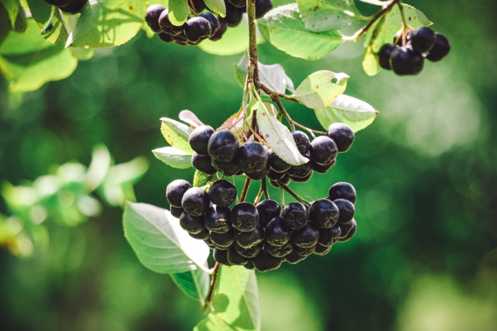 FOTO/VIDEO - Aronia, fructul minune pentru diabetici